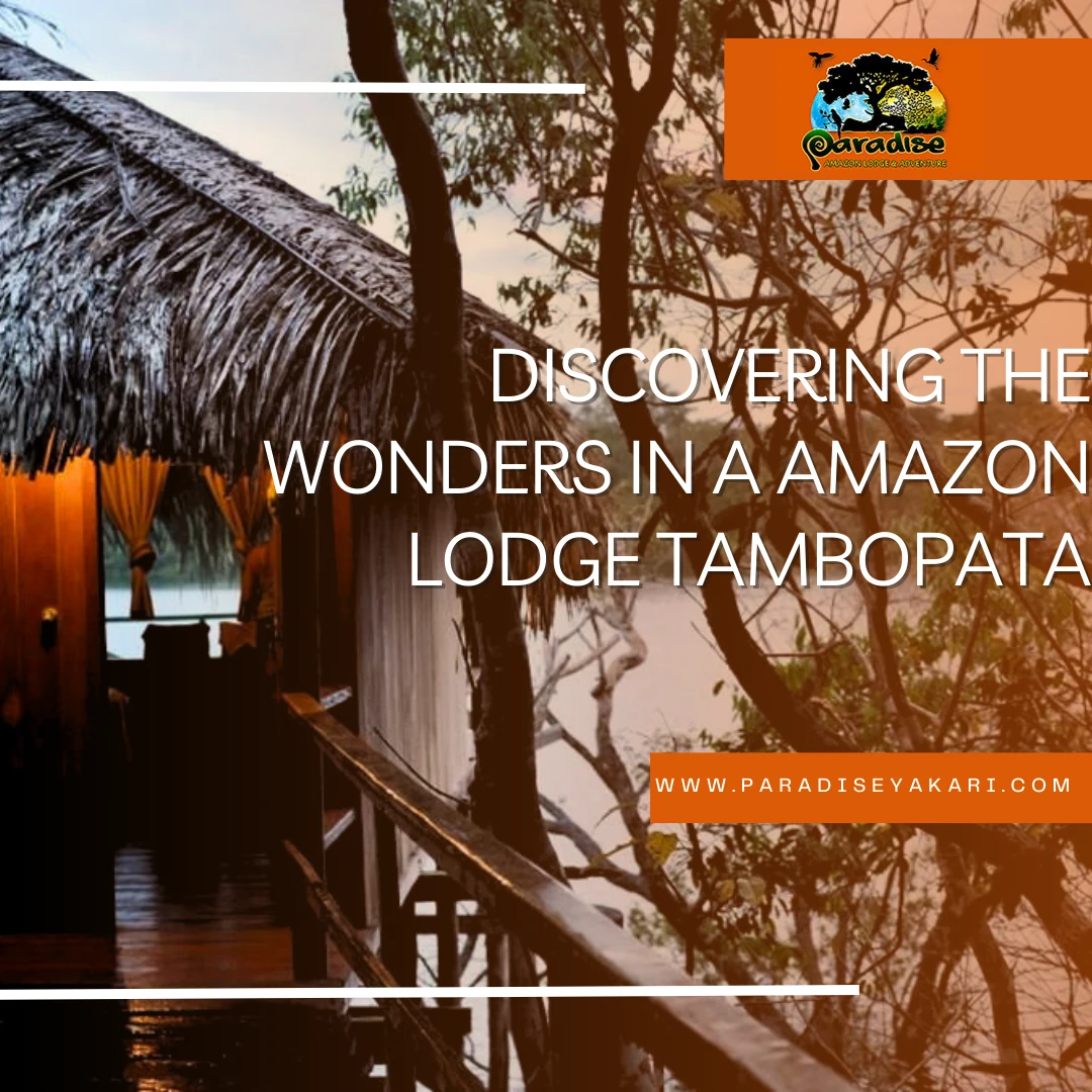 discovering-the-wonders-in-a-amazon-lodge-tambopata-paradise-amazon