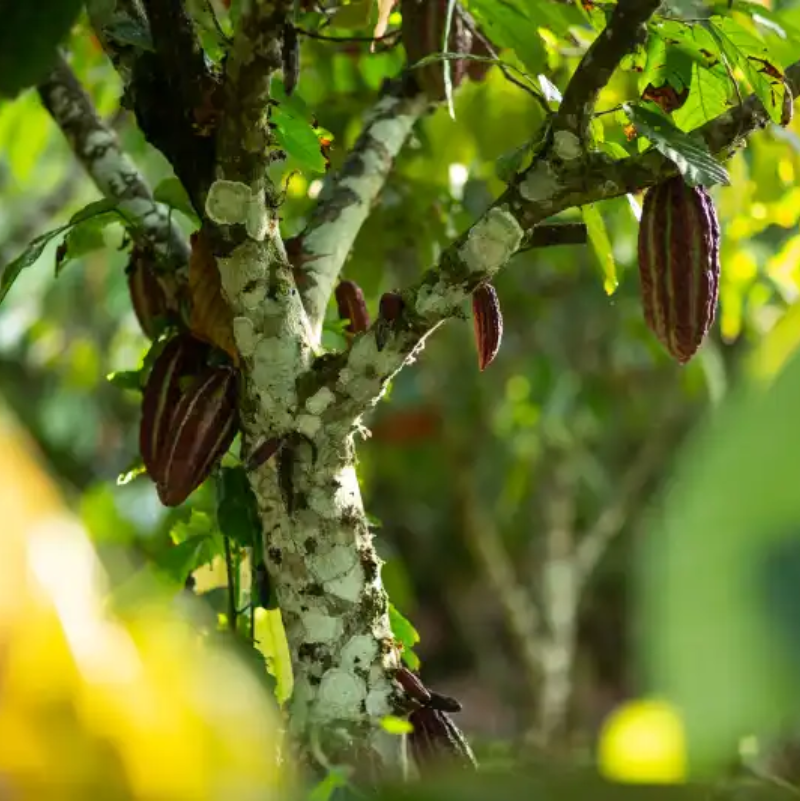 paradise, peruvian amazon rainforest