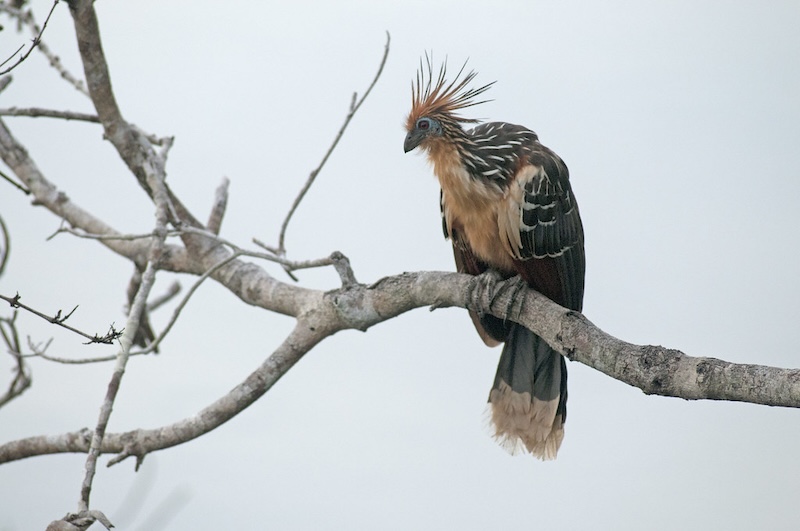 Hoatzin Bird