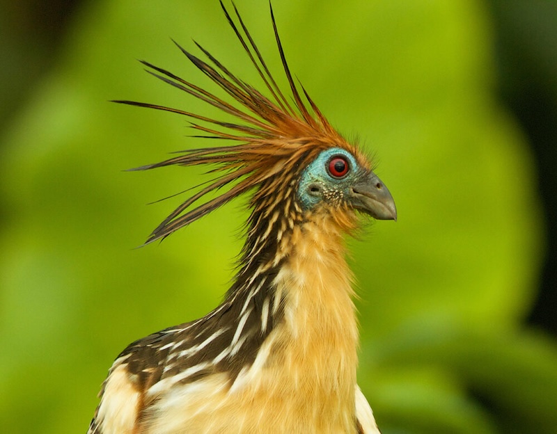 Hoatzin Bird