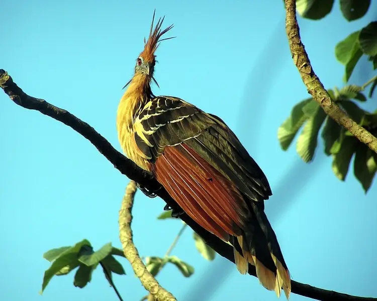 Hoatzin Bird