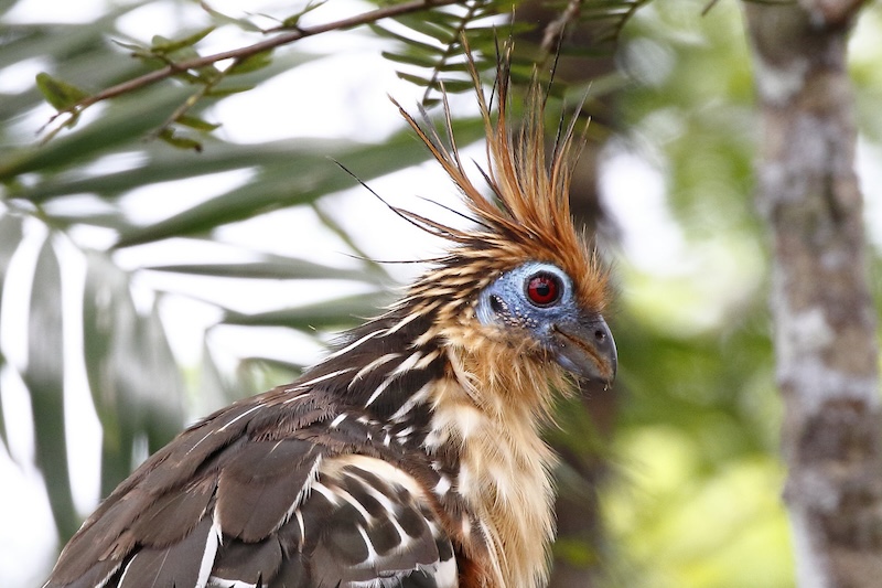 Hoatzin Bird