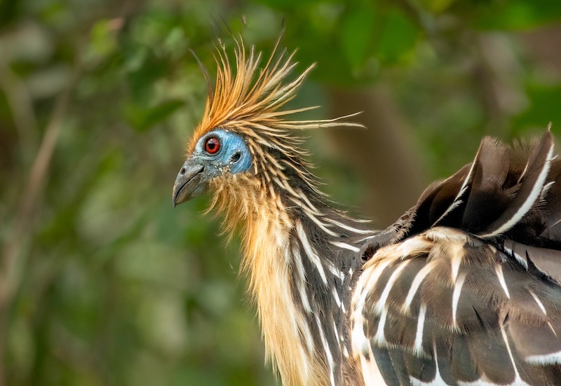 Hoatzin Bird