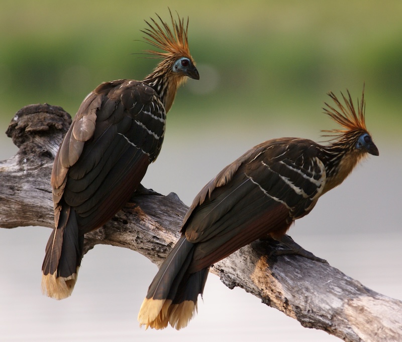 Hoatzin Bird