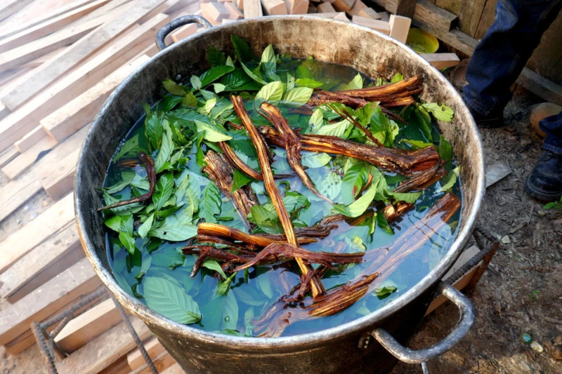 ayahuasca meaning