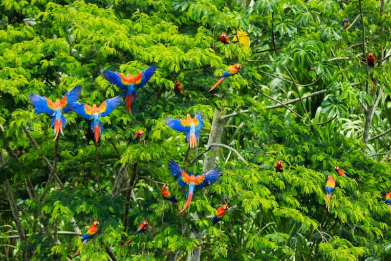 colorful jungle birds