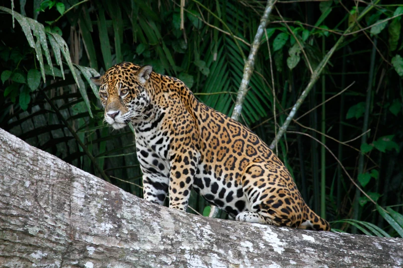 Panthera Onca
