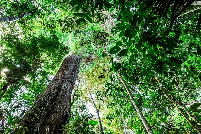 rainforest trees