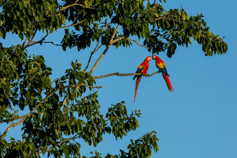 colorful jungle birds