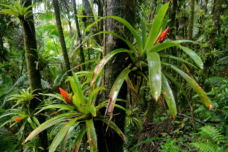 plants in the tropical rainforest
