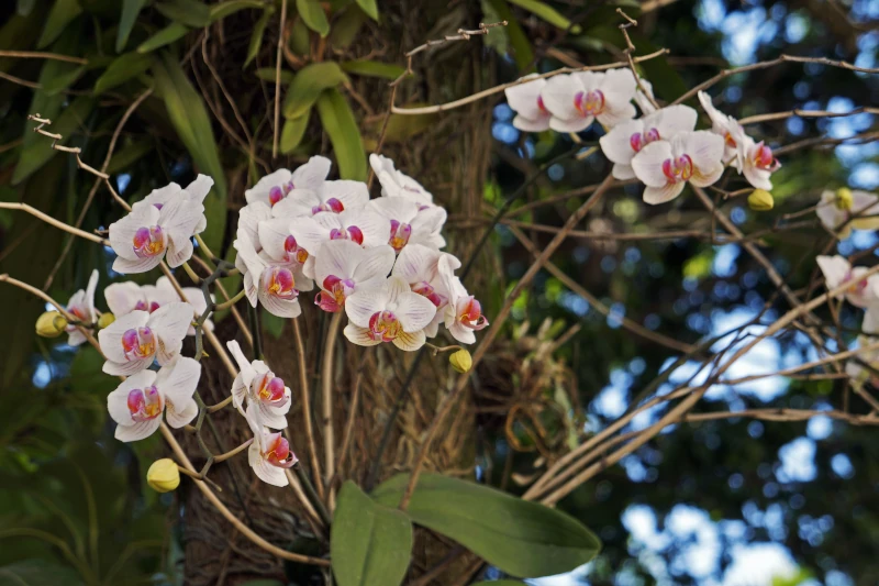plants in the tropical rainforest