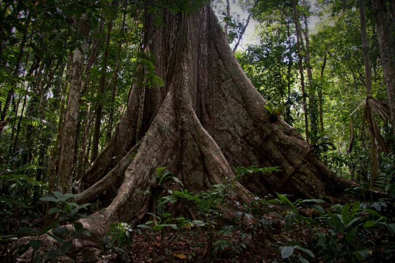 plants in the tropical rainforest