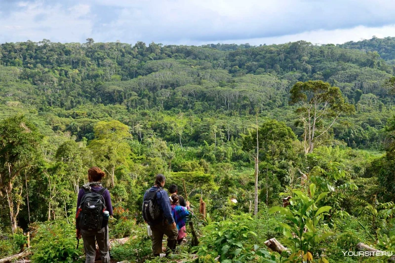 Weather of the Rainforest