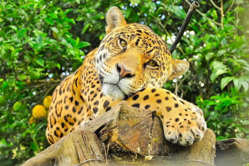 amazon river in peru