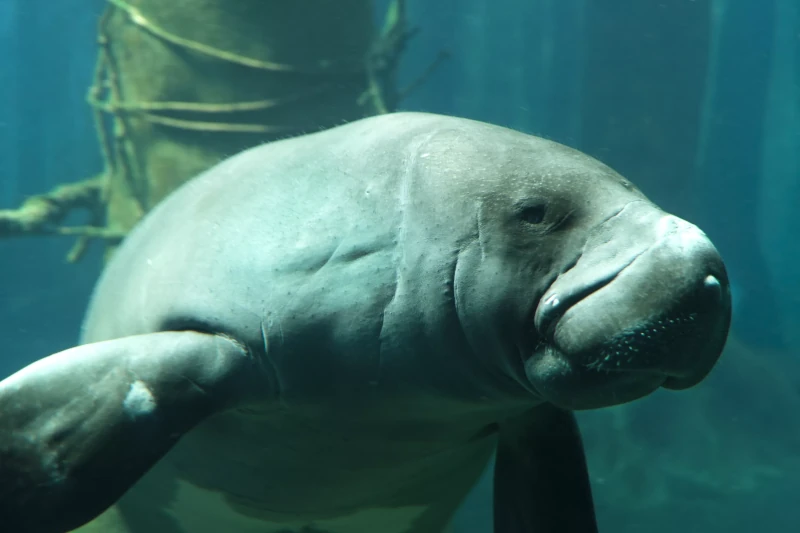 amazon river in peru