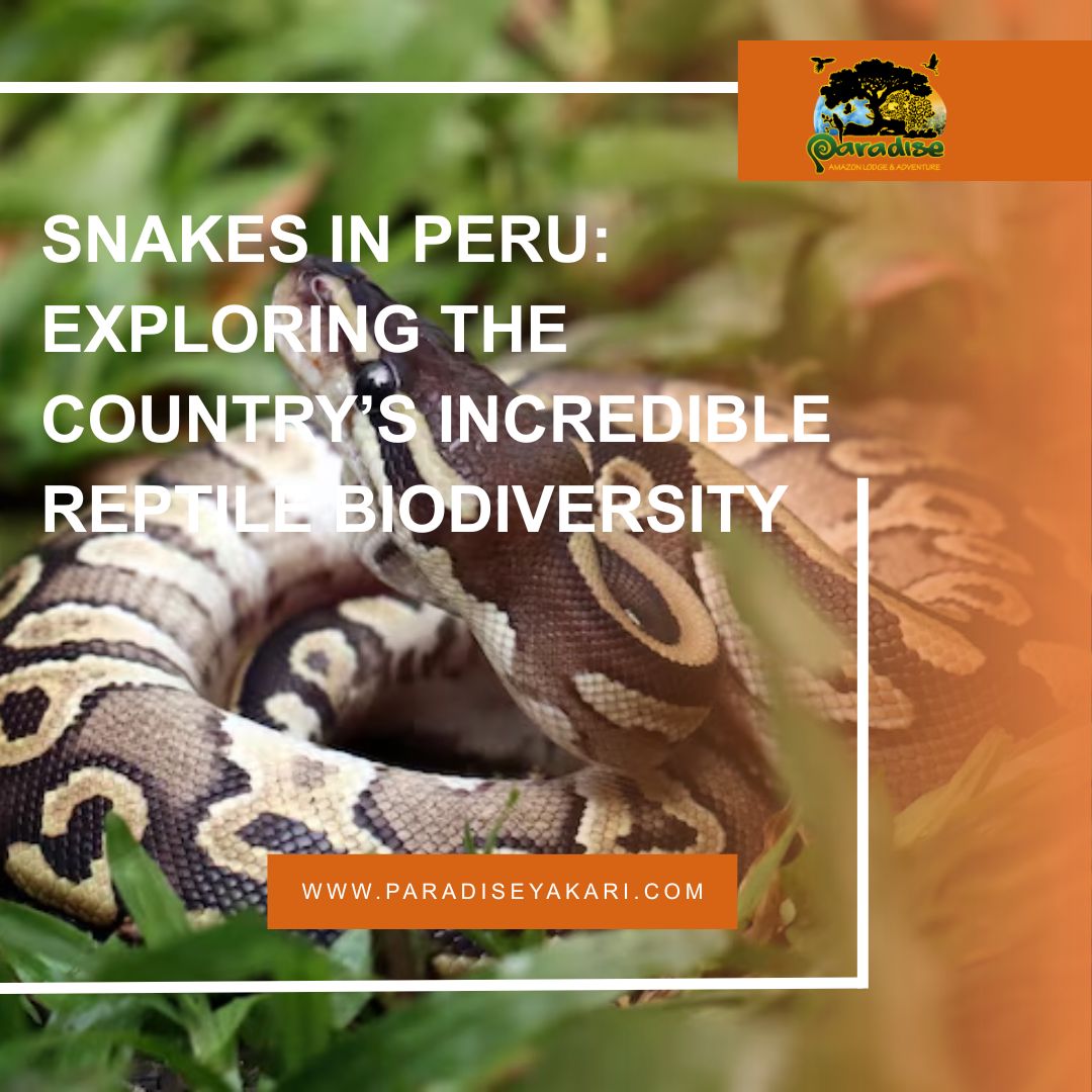 Snakes in Peru Exploring the Country’s Incredible Reptile Biodiversity