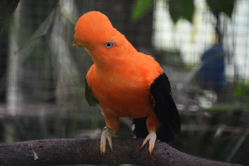 Cock of the rock