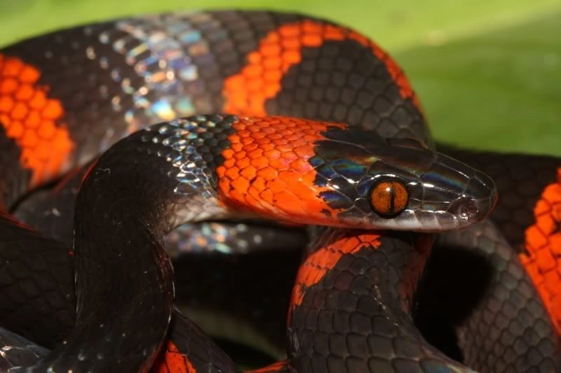 Amazon Snake Species