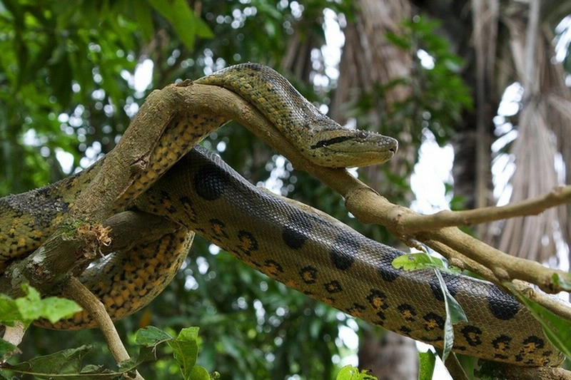 Amazon Snake Species