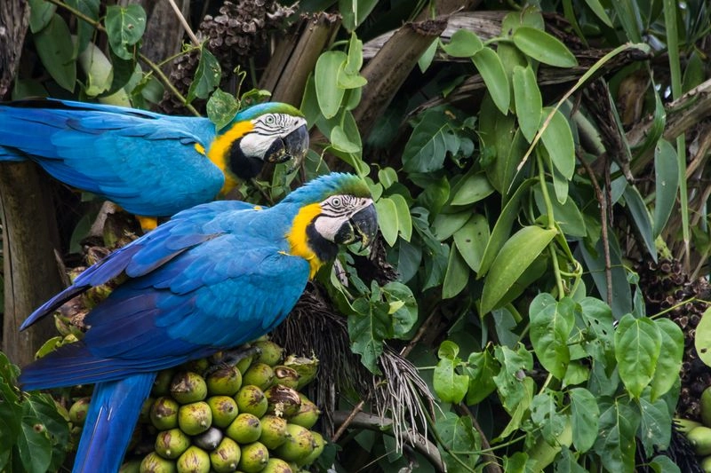 Macaws vs Parrots