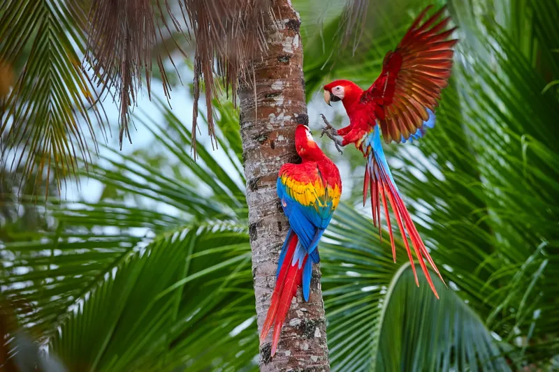Macaws vs Parrots