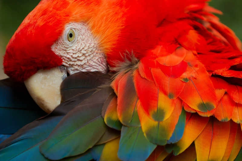 Macaws vs Parrots