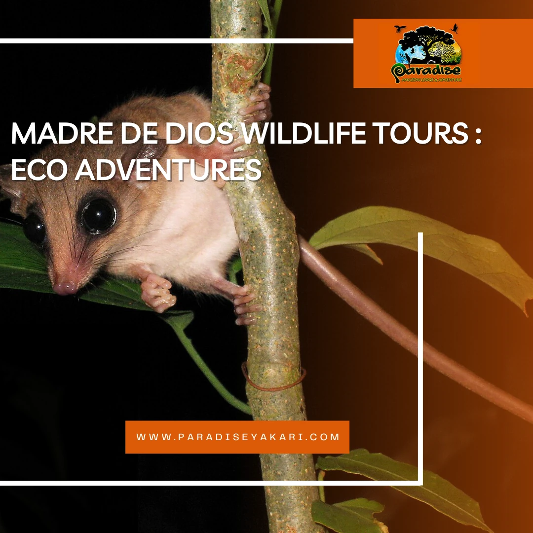 Madre de Dios wildlife