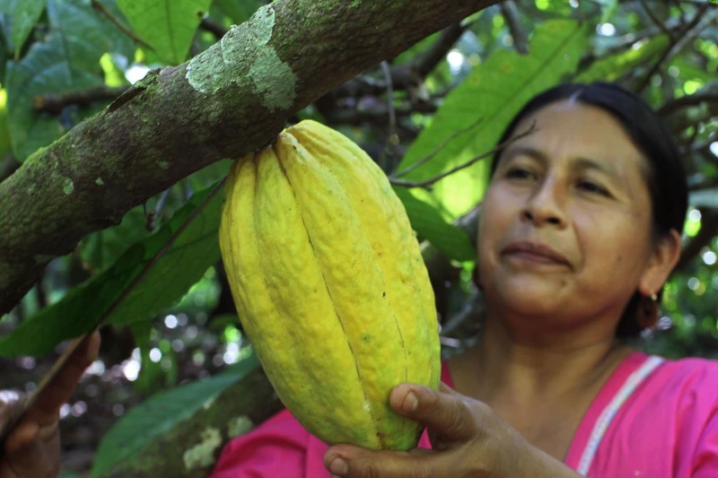 tasting native cacao