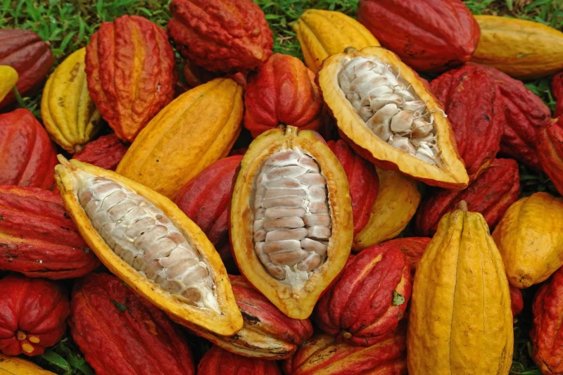 tasting native cacao