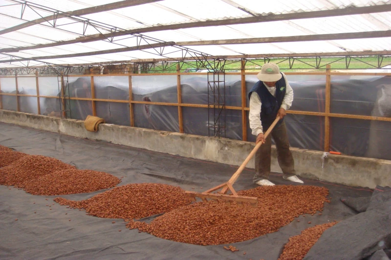 tasting native cacao