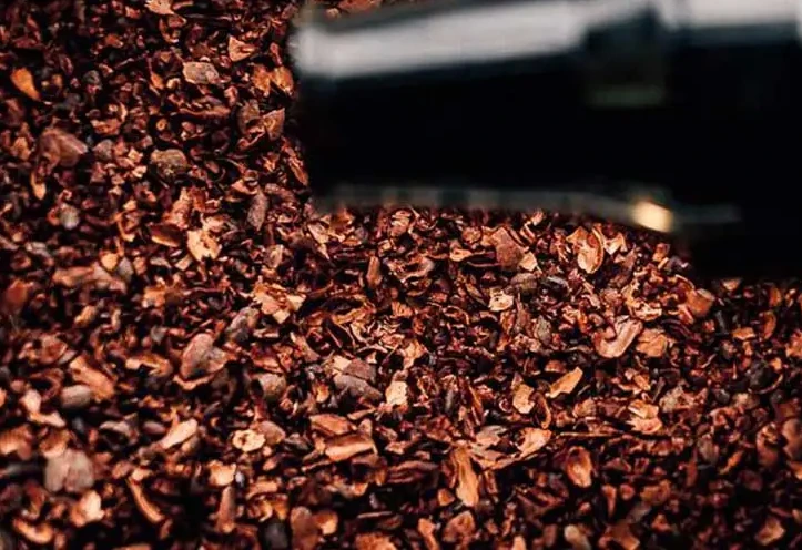 tasting native cacao