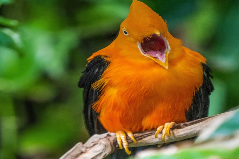 cock of the rock bird