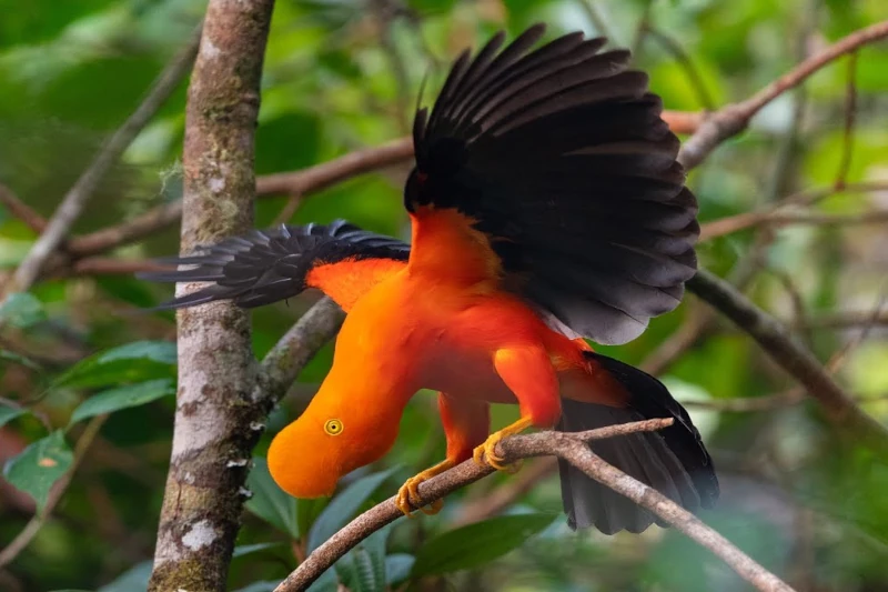 cock of the rock bird