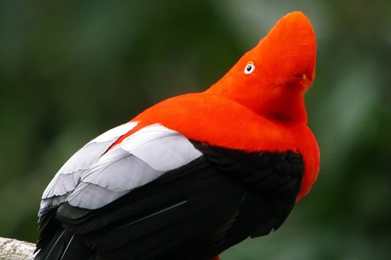 cock of the rock bird