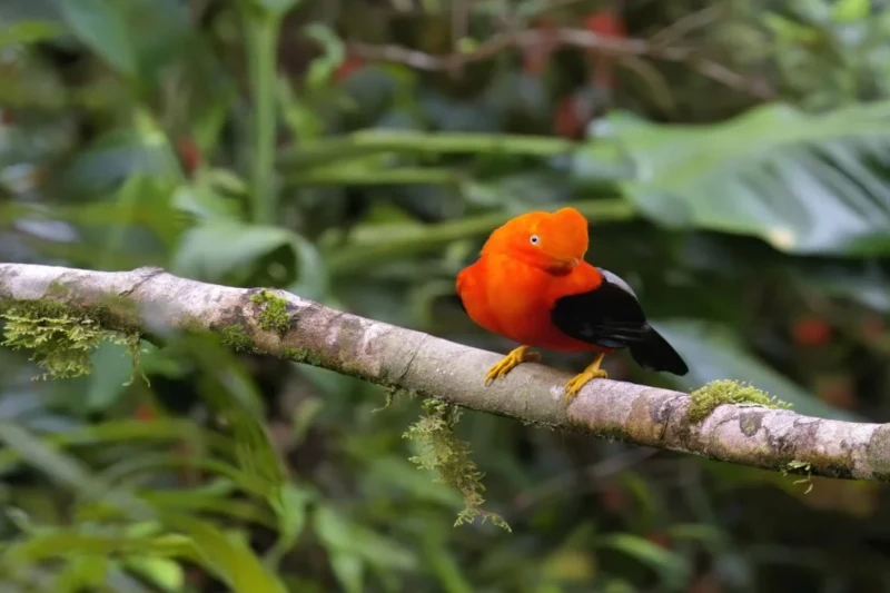 cock of the rock bird