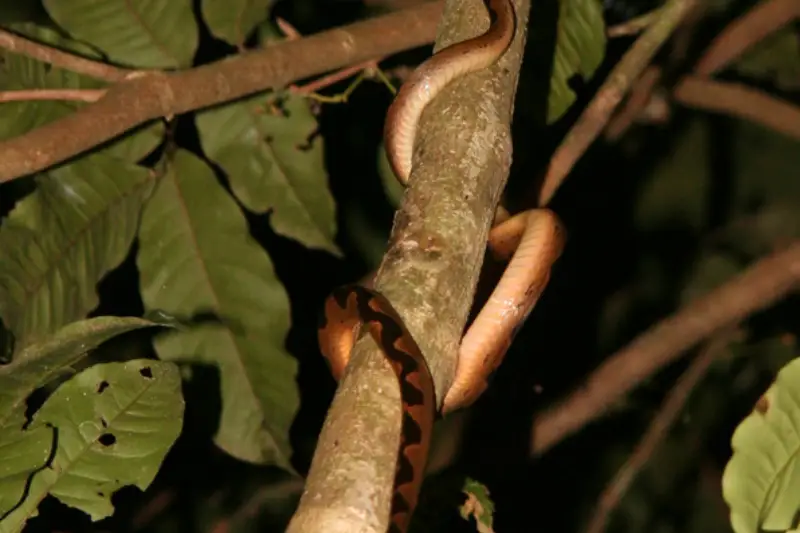 night jungle tour amazon