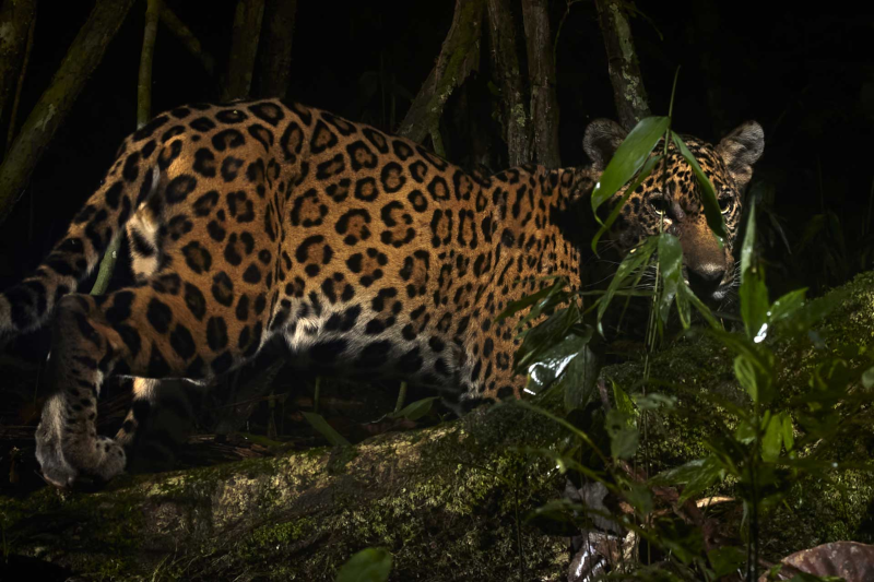 Rare Animals of the Amazon