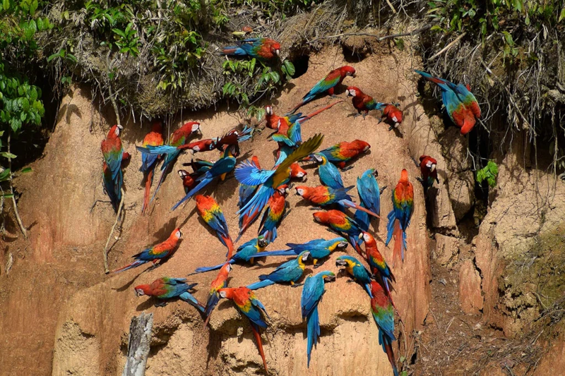 Rare Animals of the Amazon
