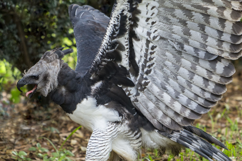 Rare Animals of the Amazon