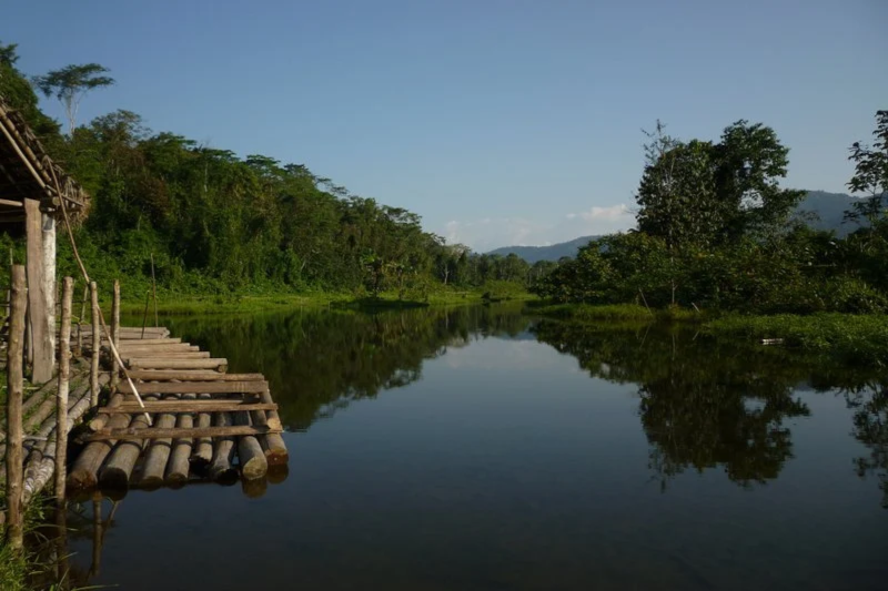 Rare Animals of the Amazon