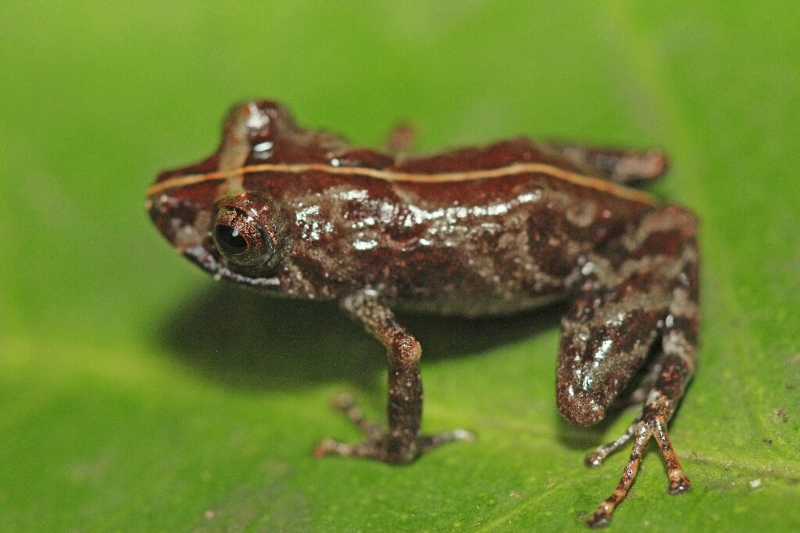 Frog Species