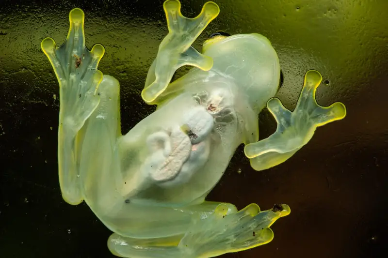 glass frog facts