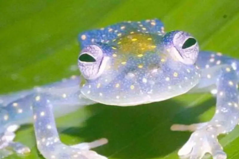 glass frog facts