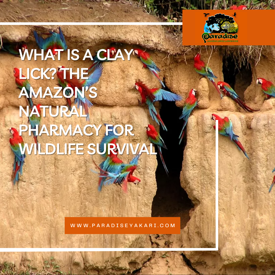what is a clay lick