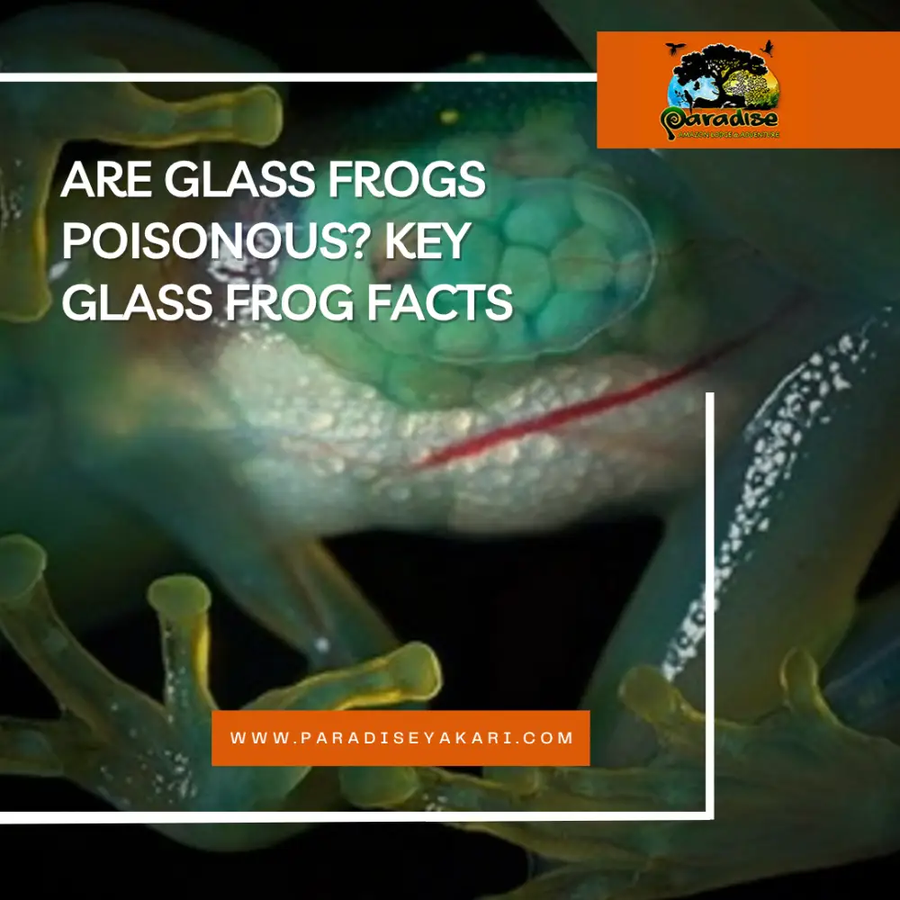 glass frog facts