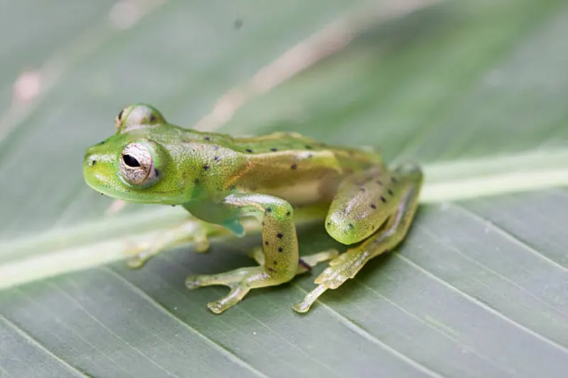 glass frog facts