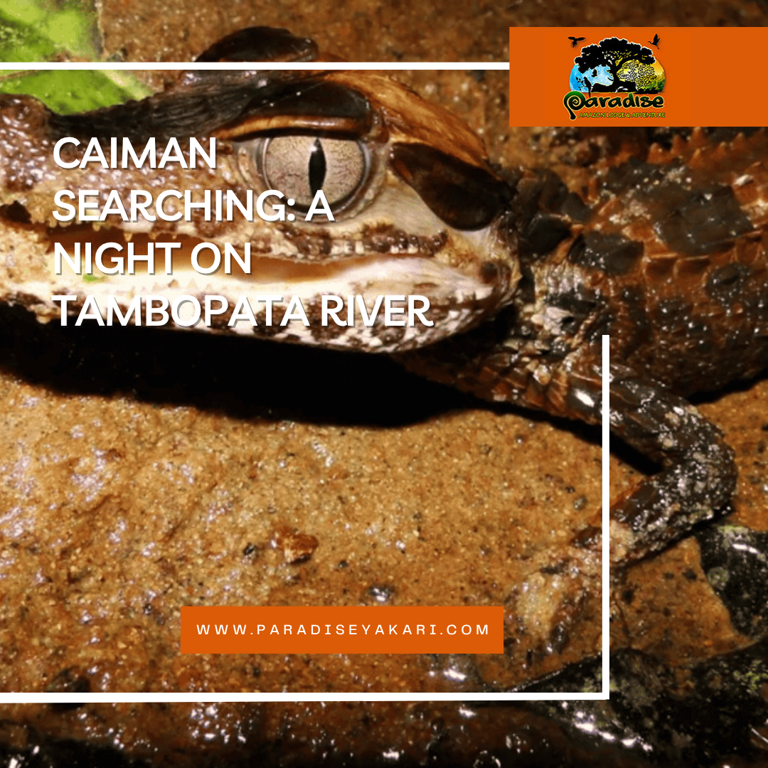 Caiman searching