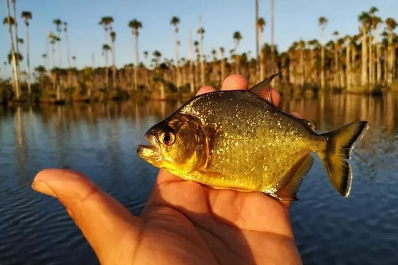 Piranha fishing