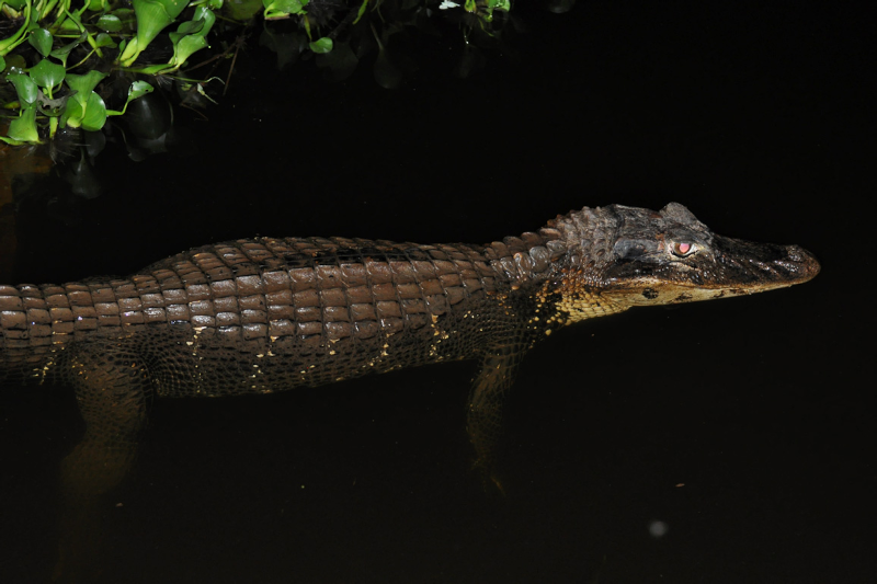 Caiman searching