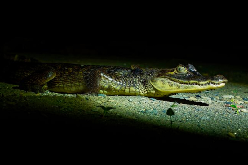 Caiman searching